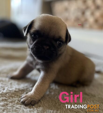 Trading post best sale pug puppies