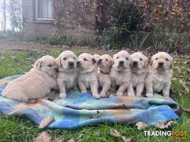 Purebred Golden Retriever Puppies