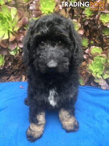 Stunning Groodle Puppies available now