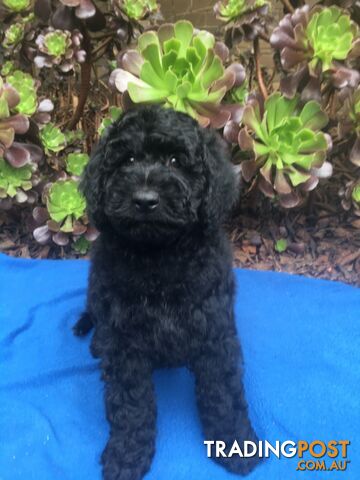 Stunning Groodle Puppies available now
