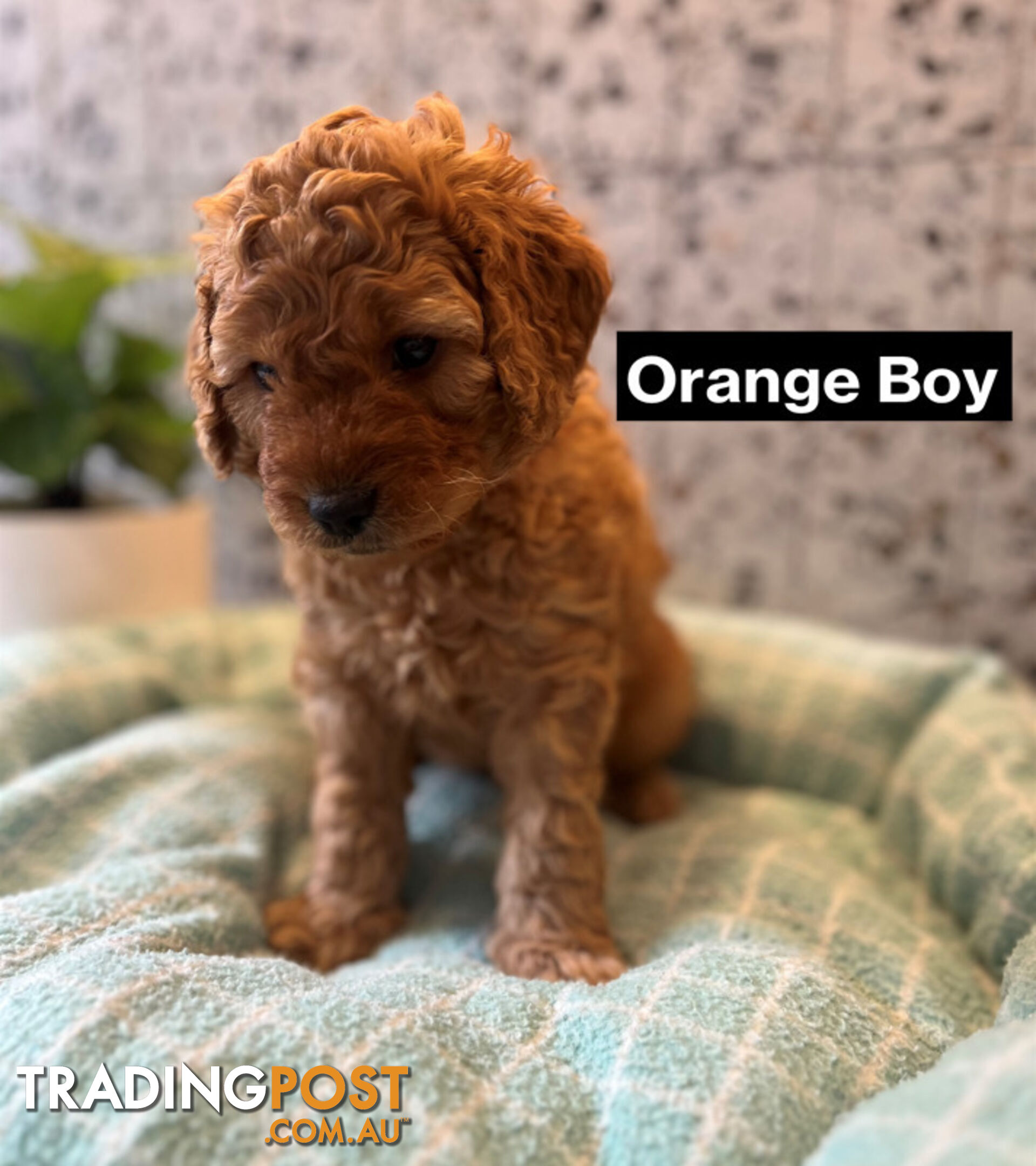 4 Adorable Mini Cavoodle Pups looking for their Furever Homes