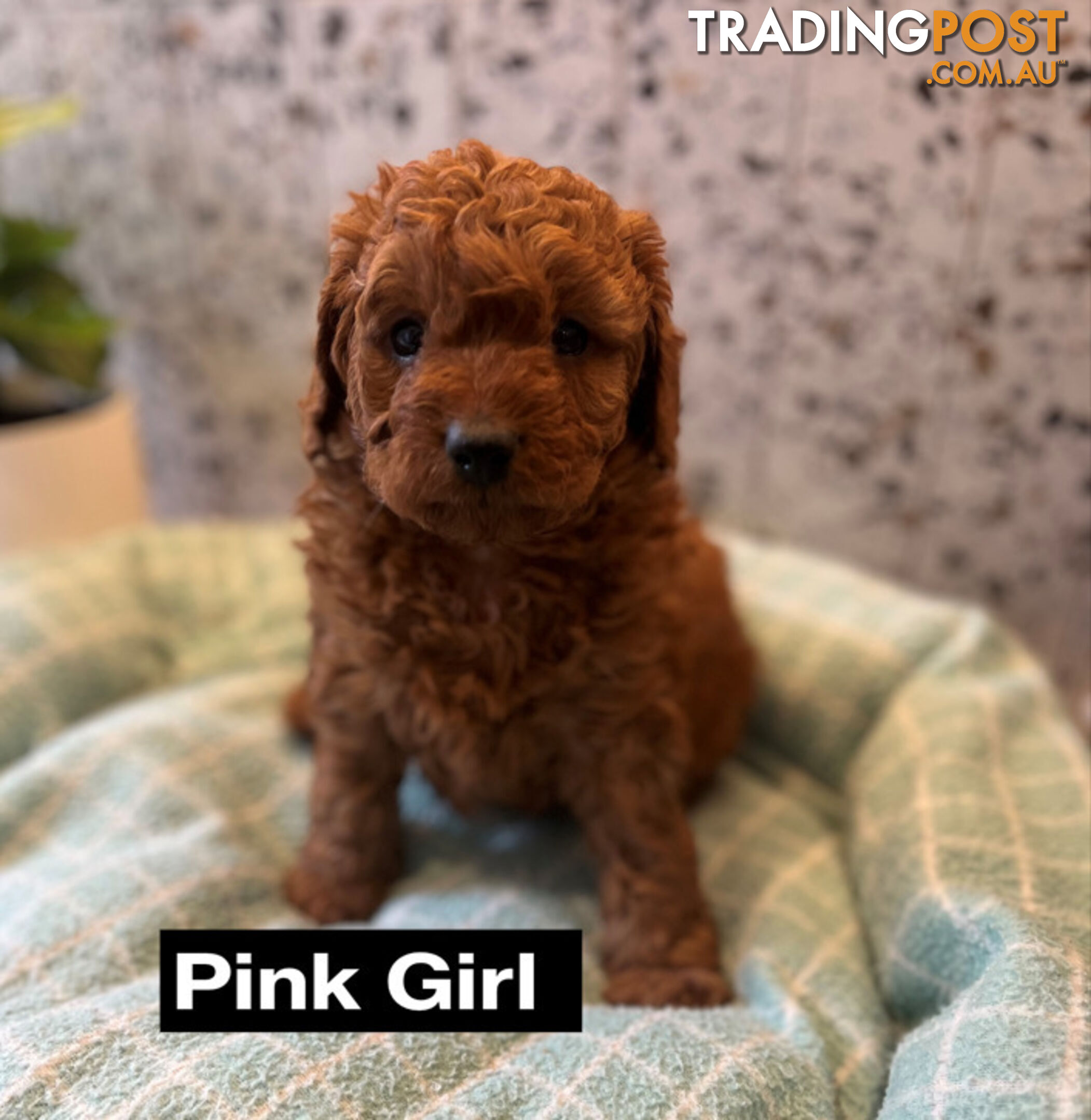 4 Adorable Mini Cavoodle Pups looking for their Furever Homes