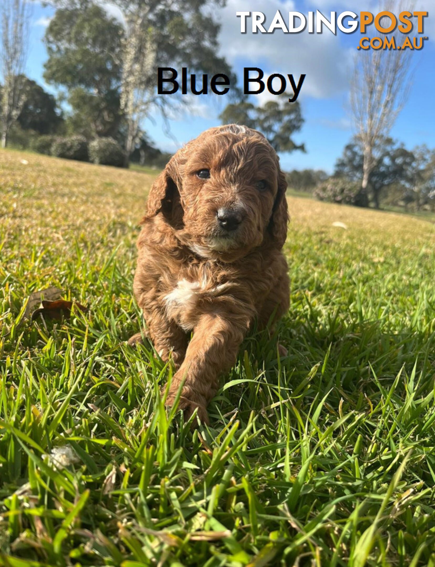 4 Adorable Mini Cavoodle Pups looking for their Furever Homes