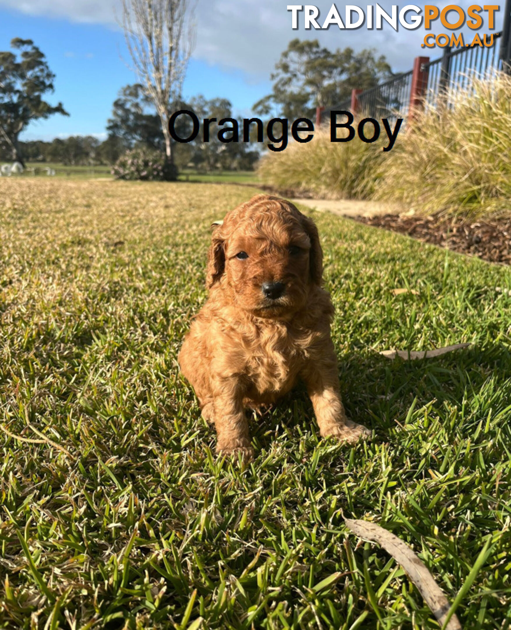 4 Adorable Mini Cavoodle Pups looking for their Furever Homes