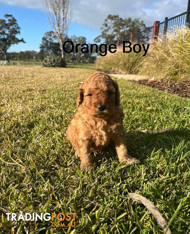 4 Adorable Mini Cavoodle Pups looking for their Furever Homes