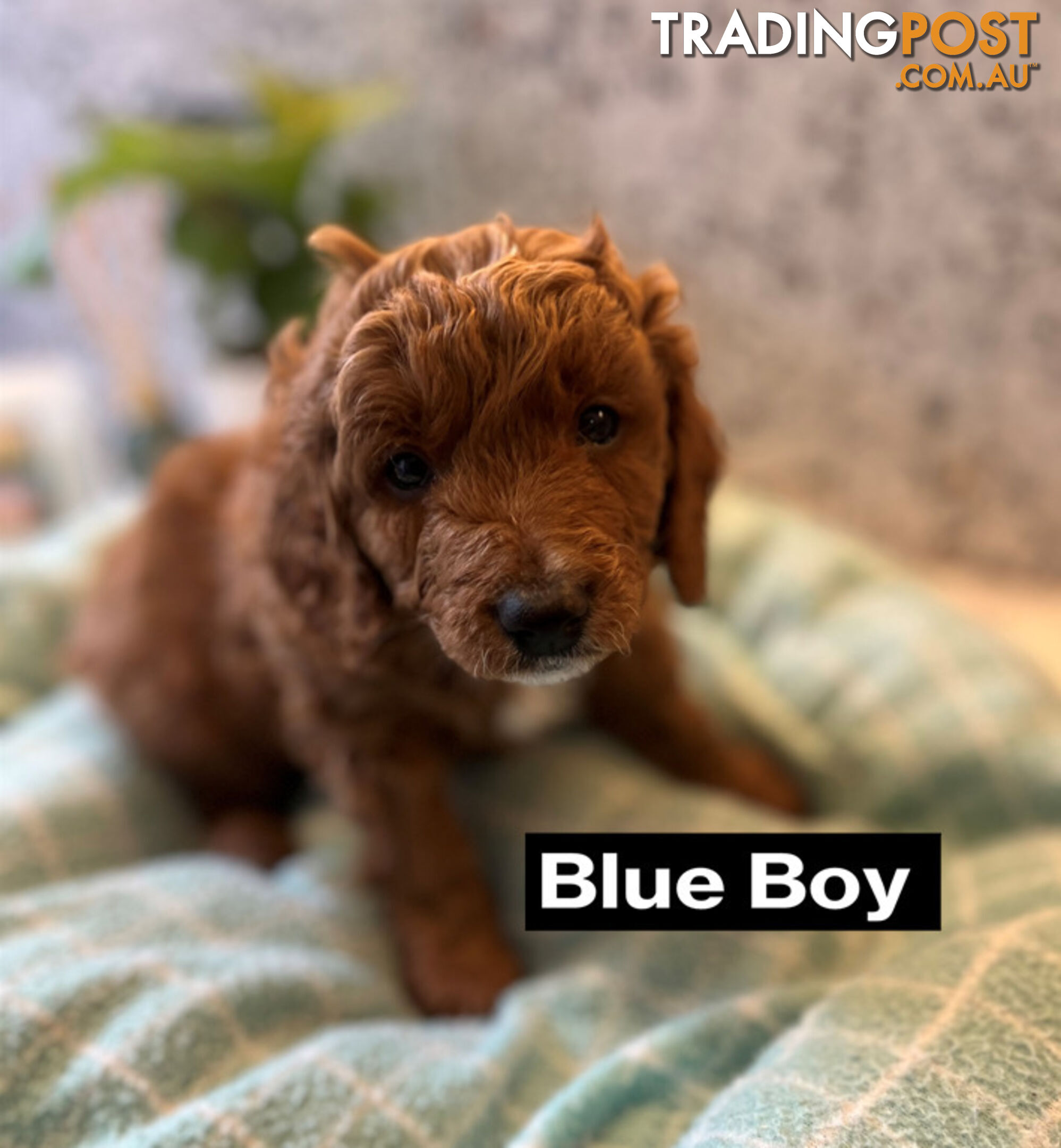 4 Adorable Mini Cavoodle Pups looking for their Furever Homes