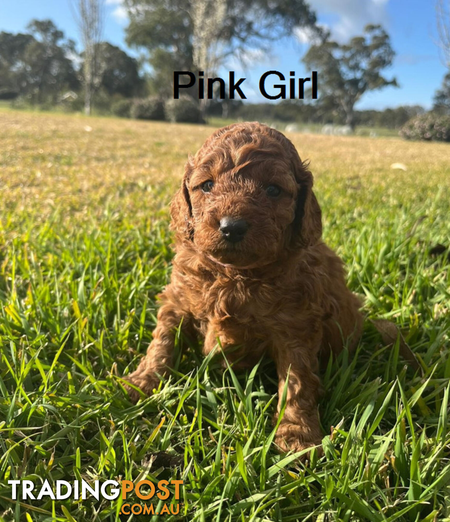 4 Adorable Mini Cavoodle Pups looking for their Furever Homes