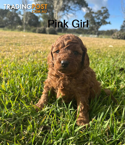 4 Adorable Mini Cavoodle Pups looking for their Furever Homes