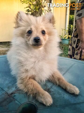 Pomeranian Puppy for sale