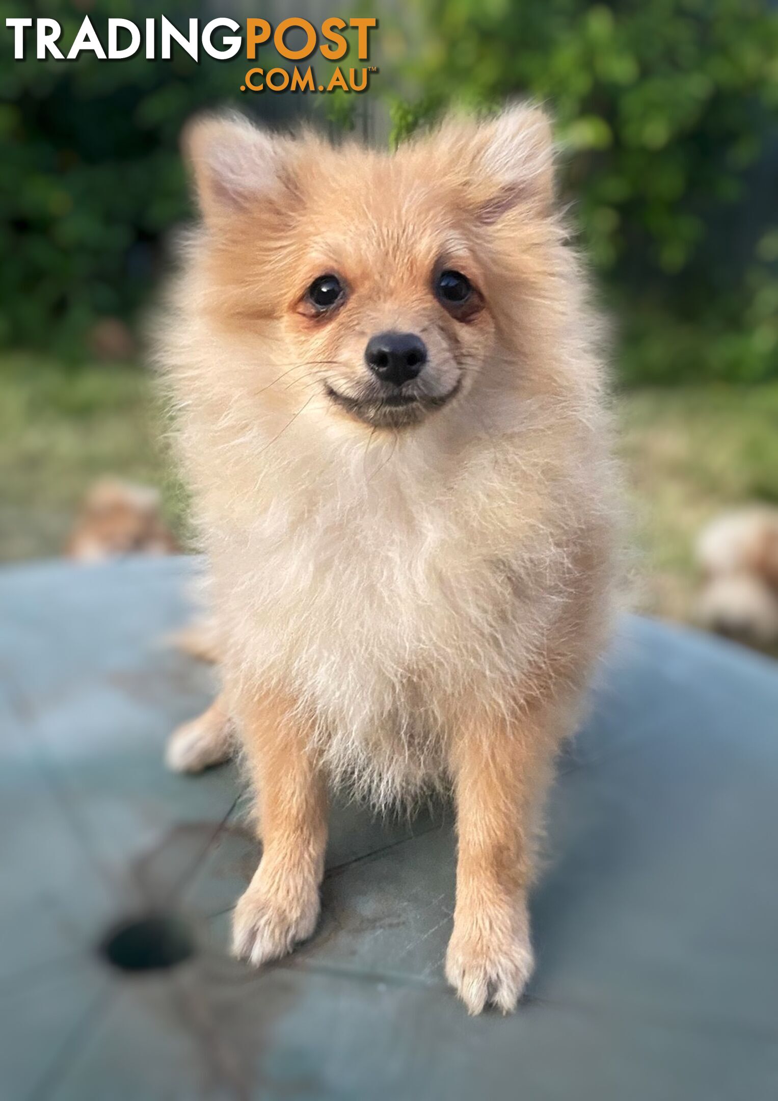 Pomeranian Puppy for sale