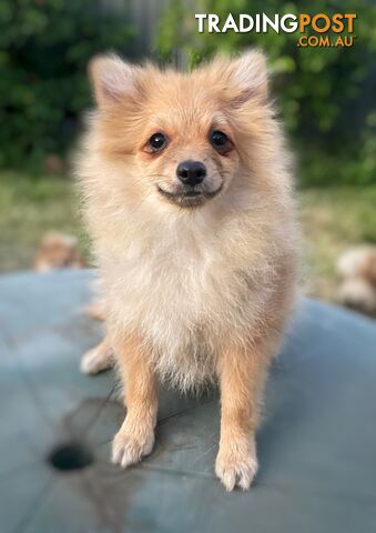 Pomeranian Puppy for sale