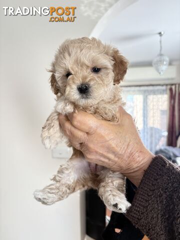 Looking for my forever home…..