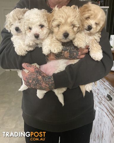 4 Moodle puppies (maltease x toy poodle)
