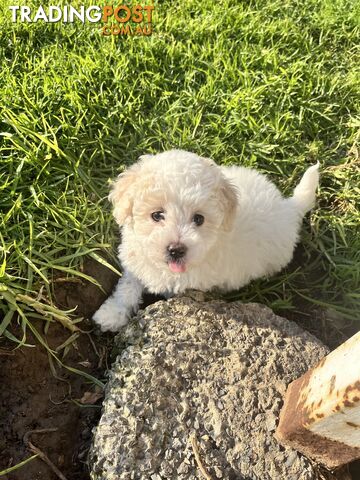 Female Moodle puppy (maltease x toy poodle)