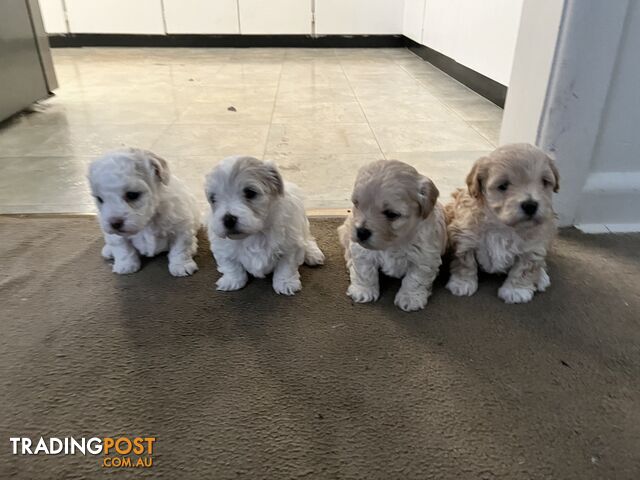 4 Moodle puppies (maltease x toy poodle)