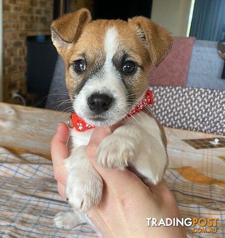 Pure bred Jack Russell pups