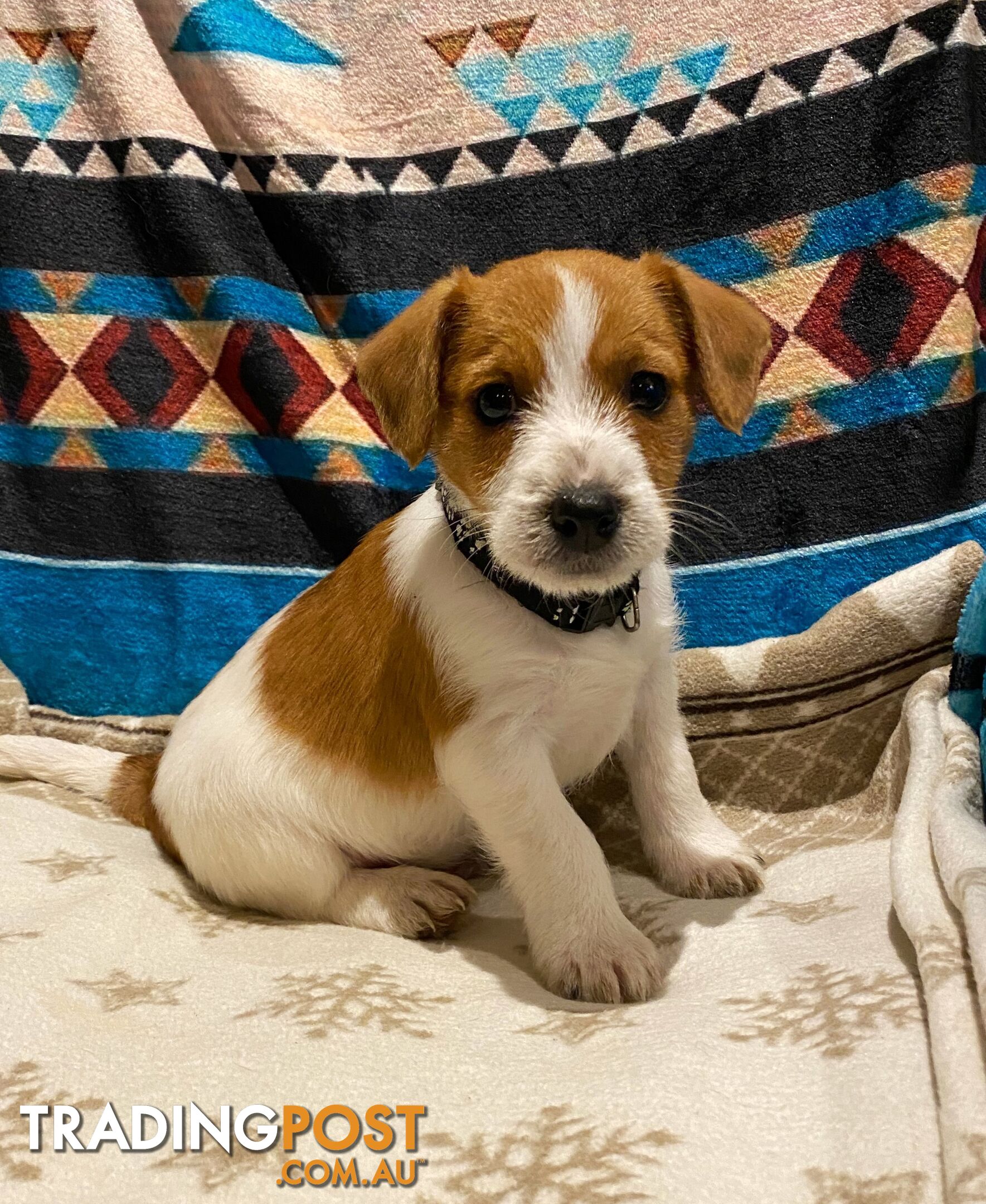 Pure bred Jack Russell pups