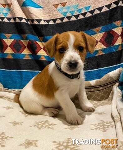 Pure bred Jack Russell pups