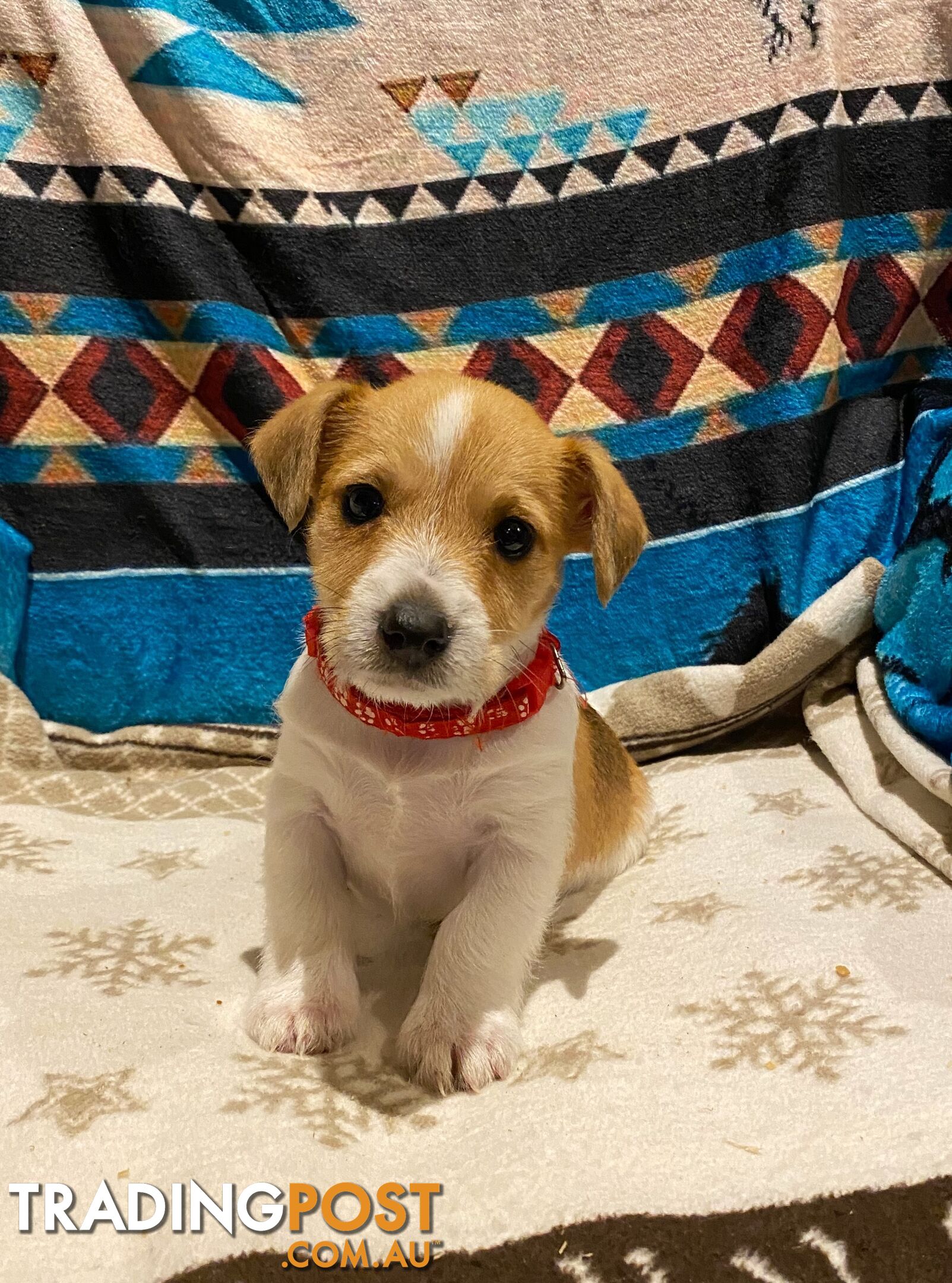 Pure bred Jack Russell pups