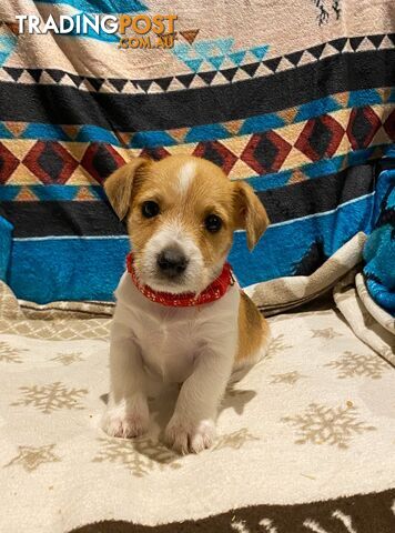 Pure bred Jack Russell pups