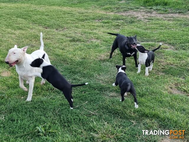 Bullterrier puppies