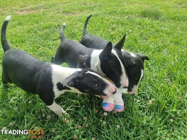 Bullterrier puppies