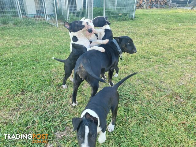 Bullterrier puppies