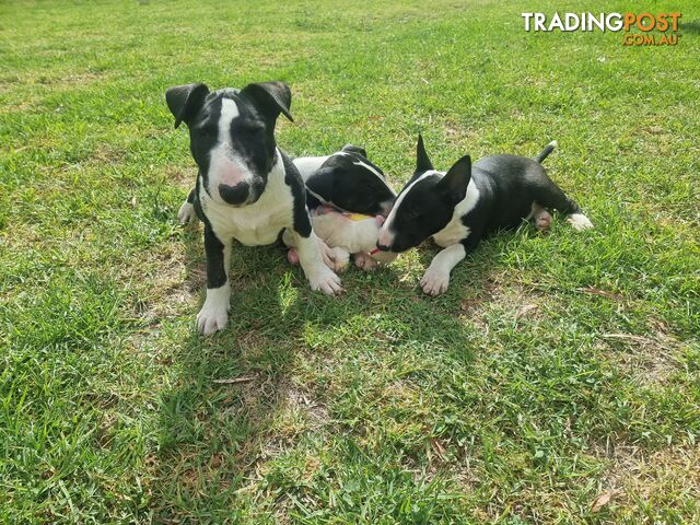 Bullterrier puppies