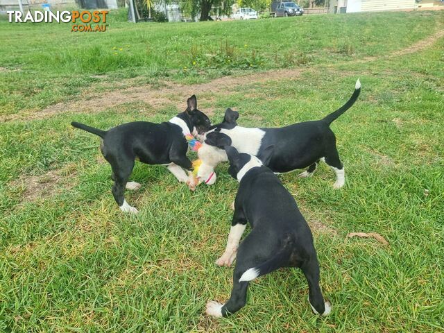 Bullterrier puppies