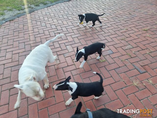 Bullterrier puppies