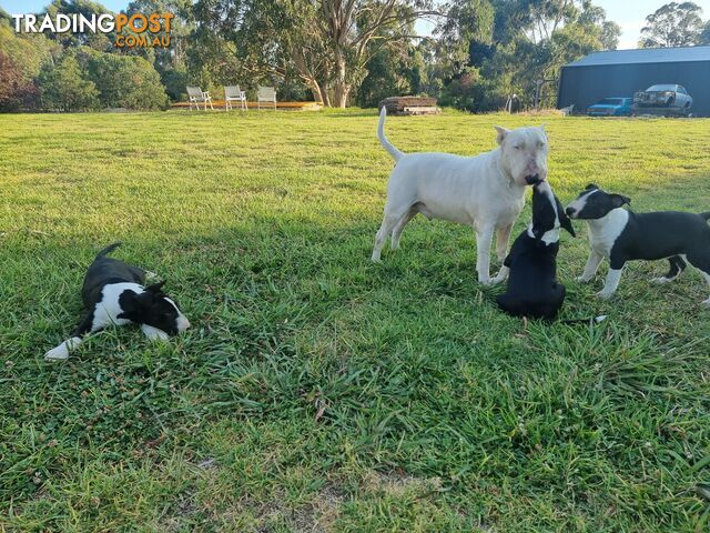 Bullterrier puppies