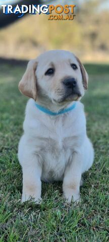 Pure Bred Labrador Puppies