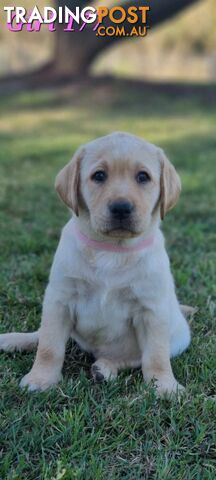 Pure Bred Labrador Puppies