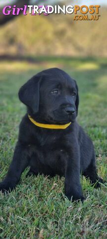 Pure Bred Labrador Puppies