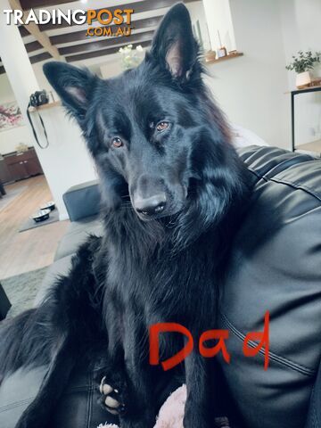 Purebred German Shepherd puppies.