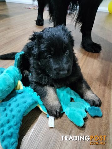 Purebred German Shepherd puppies.