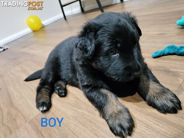 Purebred German Shepherd puppies.