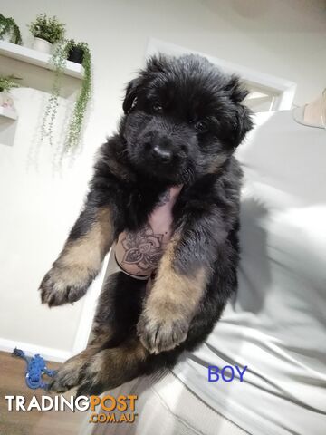 Purebred German Shepherd puppies.