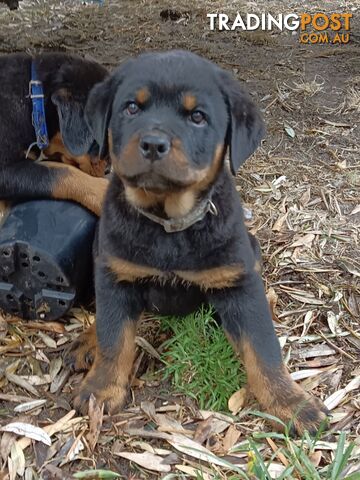 Rottweiler puppies