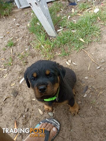 Rottweiler puppies