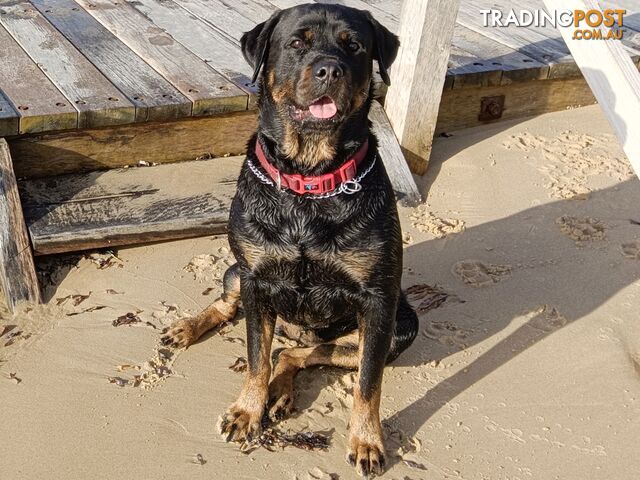 Rottweiler puppies