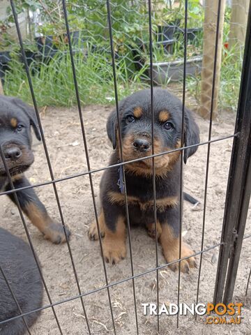 Rottweiler puppies