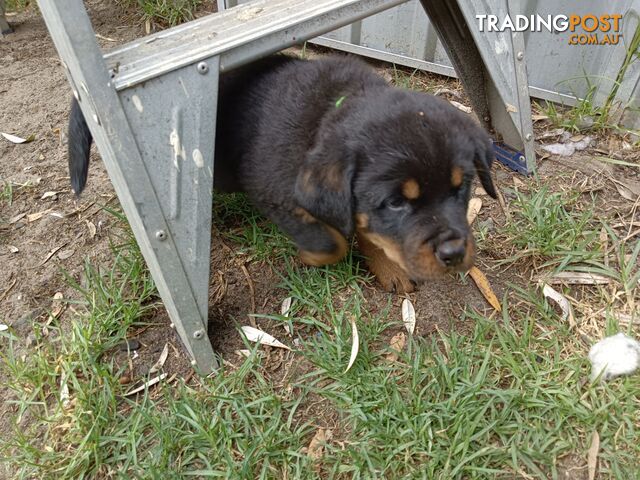 Rottweiler puppies