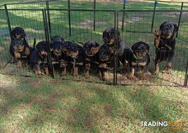 Rottweiler puppies