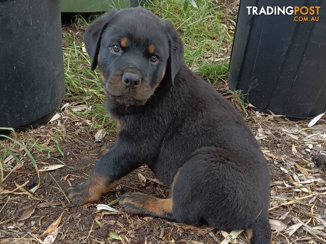 Rottweiler puppies