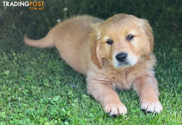 Beautiful Purebred Golden Retriever Pups