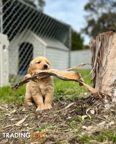 Beautiful Purebred Golden Retriever Pups