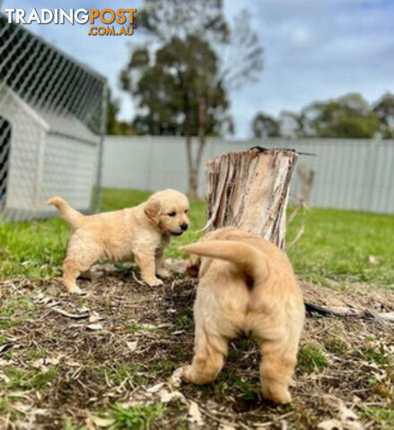 Beautiful Purebred Golden Retriever Pups