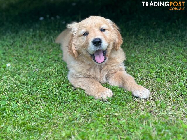 Beautiful Purebred Golden Retriever Pups