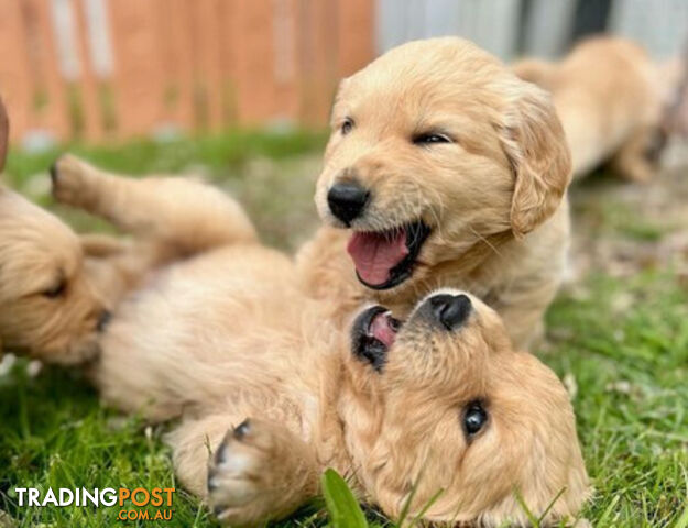 Beautiful Purebred Golden Retriever Pups